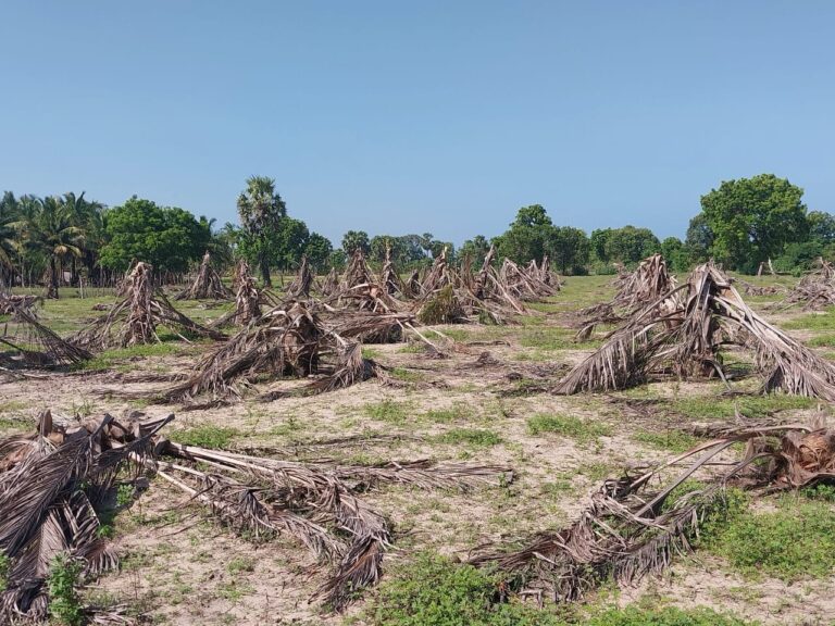 மின்சார வேலியை தாண்டி யானைகள் துவம்சம்!