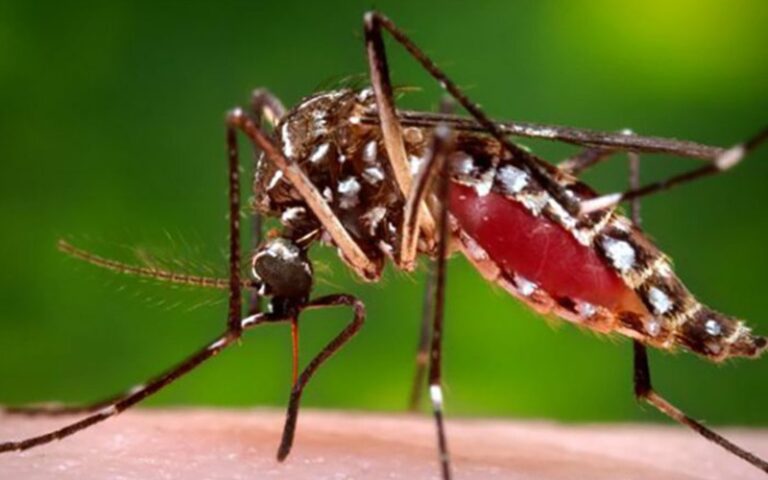 மட்டக்களப்பில் டெங்கு நோயாளர்கள் எண்ணிக்கை அதிகரிப்பு!
