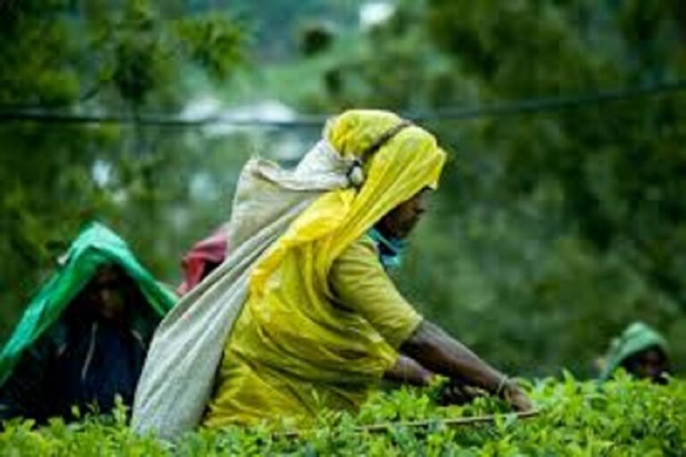 மலையக மக்களுக்கு காணிகளை பெற்றுக்கொடுப்பதில் எவ்வித சட்ட சிக்களும் கிடையாது…!