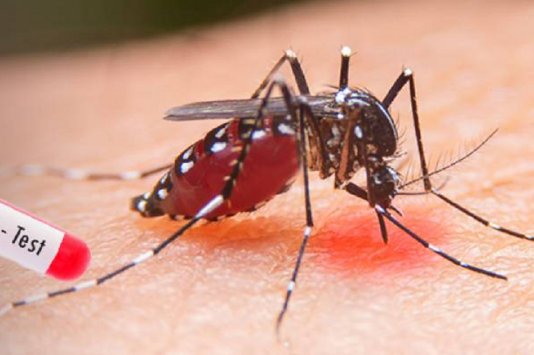 டெங்கு கிண்ணியாவில் ஓர் அனர்த்தமாக மாறும் அபாயம்