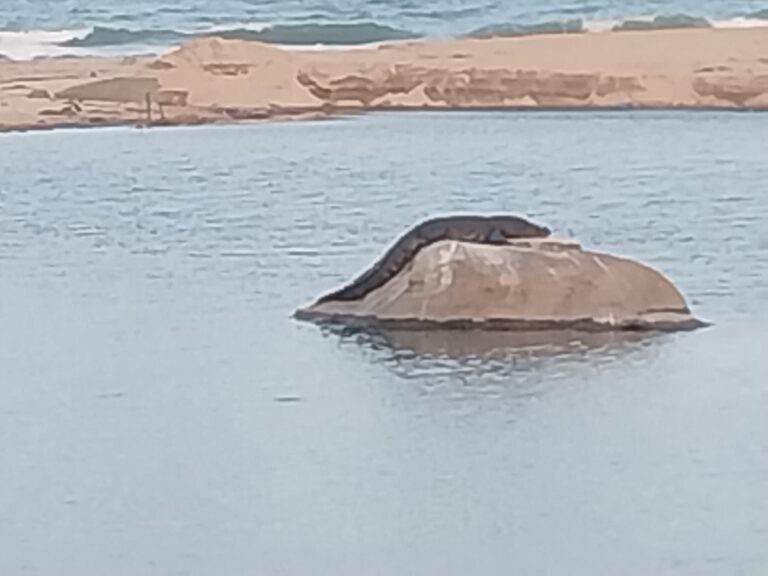 நட்டாற்றில் பாறையில் பள்ளி கொள்ளும் முதலை