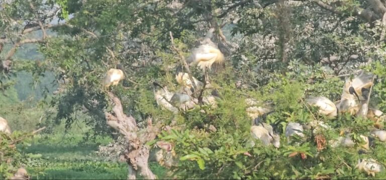 அவுஸ்திரேலியாவில் இருந்து வரும் இலட்சக்கணக்கான புலம்பெயர் வலசை பறவைகள்