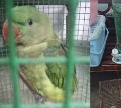 கிளிகளை விற்பனை செய்ய முயன்ற நபர் கைது!