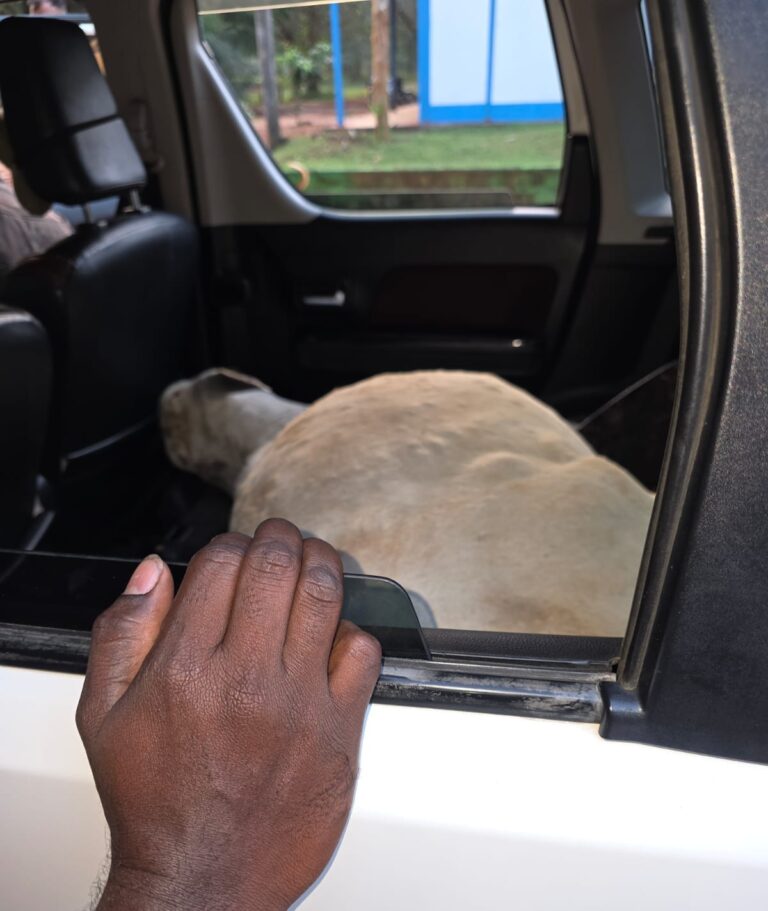 புதுக்குடியிருப்பில் வெகனார் வாகனத்தில் மாட்டு இறைச்சியுடன் மூவர் கைது!