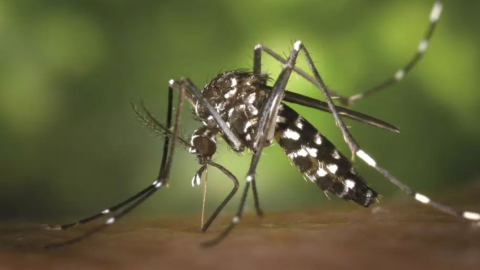 Dengue