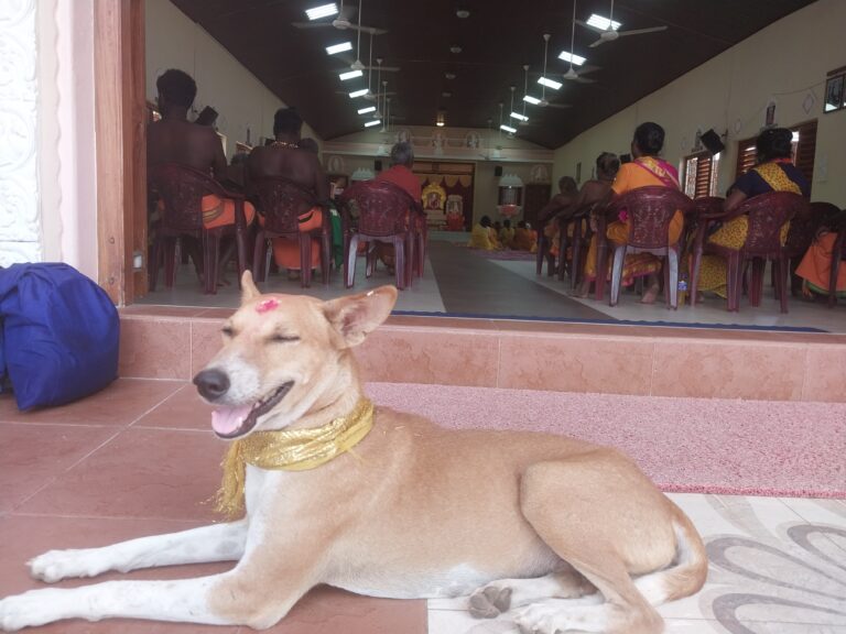சிறுத்தையால் சுப்பிரமணிக்கும் அடியார்களுக்கும் பாதிப்பு ஏற்படலாம்;